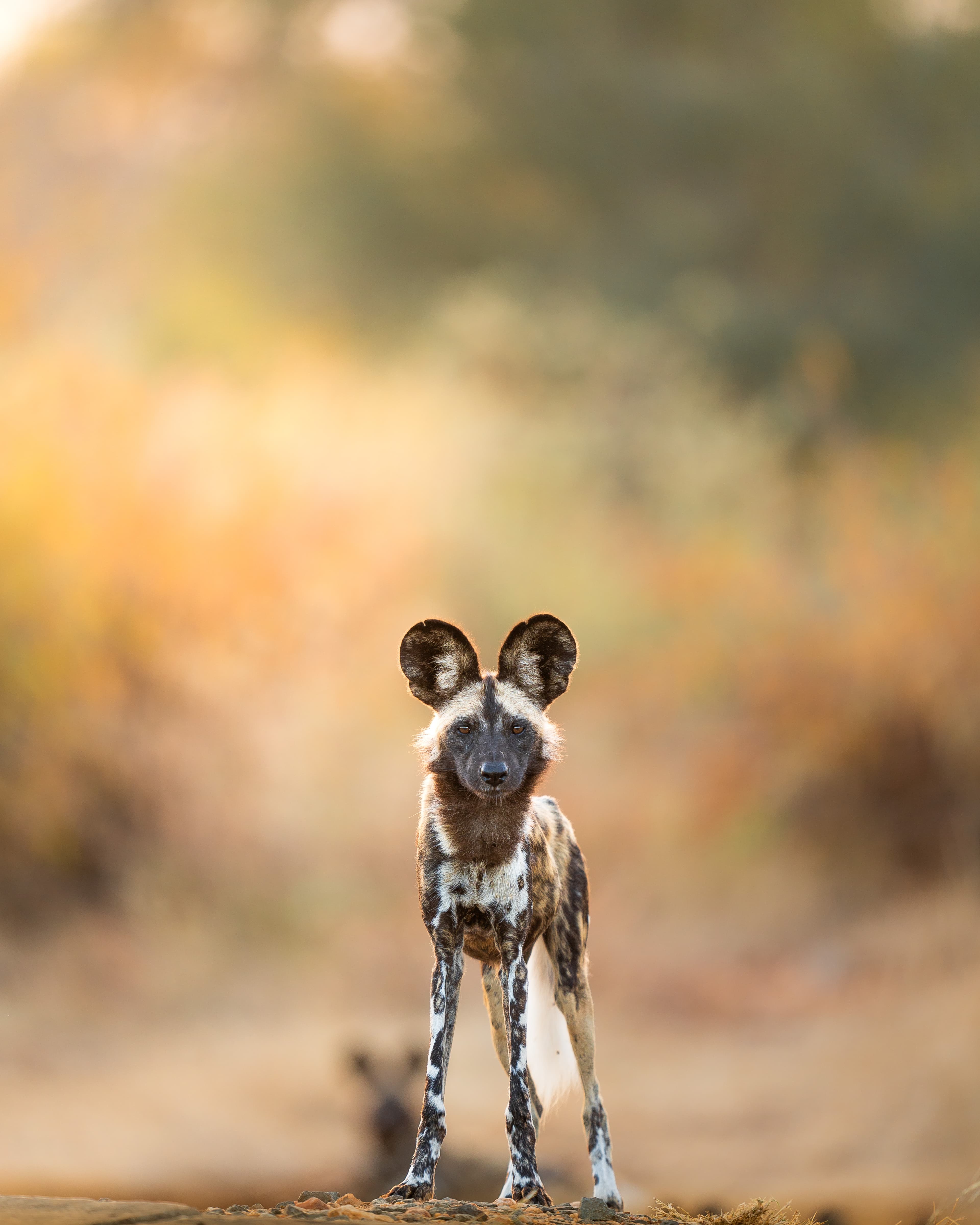 Wildlife